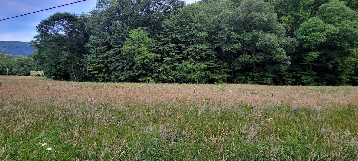 Open meadow with tent and mountain view at Shipley Farms campsites