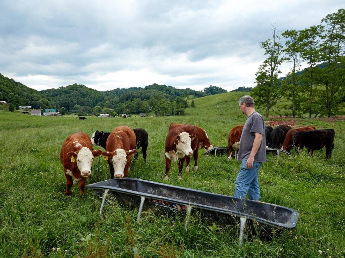Feeding time at Shipley Farms — Hereford cattle in the green pasture