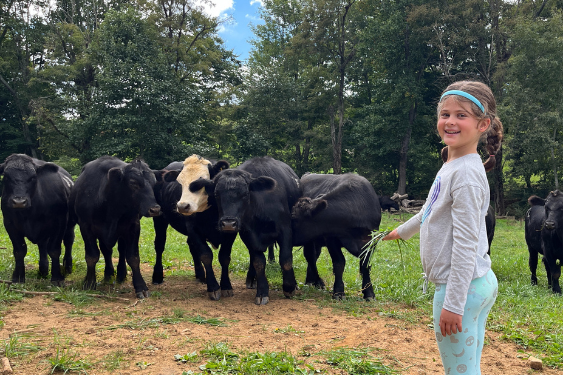 Child feeding cattle during a Shipley Farms livestock feeding tour